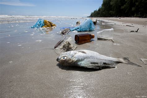 詩巴丹有什麼魚?魚類生態如何影響海洋環境