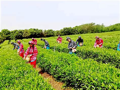 天門山 爲什麼產茶